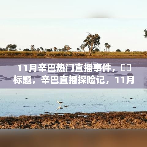 辛巴直播探险记，探寻内心宁静与微笑力量的自然之旅（11月直播事件回顾）