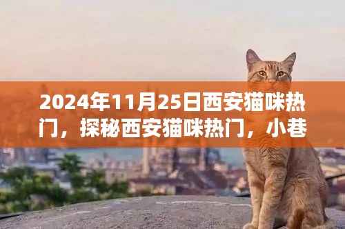 探秘西安猫咪热门，小巷深处的特色猫舍（2024年11月25日）