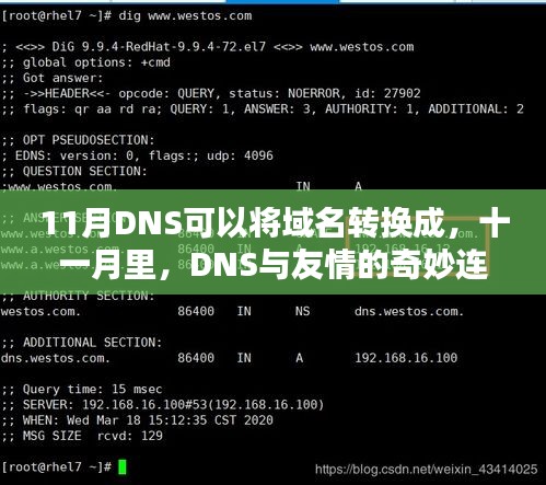 十一月DNS，域名转换与友情的奇妙交织