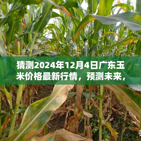 2024年广东玉米价格预测，最新行情分析与未来走势展望