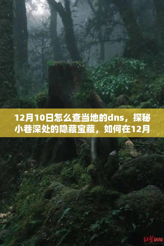 探秘12月10日当地DNS，小巷深处的隐藏宝藏与特色小店