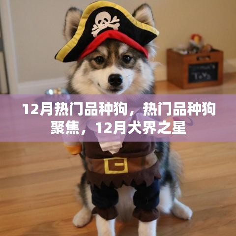 12月热门犬种风采，聚焦犬界之星