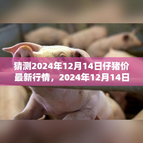 2024年预测，仔猪市场最新行情与温馨日常