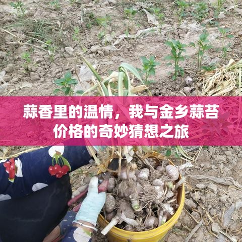 蒜香中的温情与金乡蒜苔价格的神秘面纱，一场猜想之旅