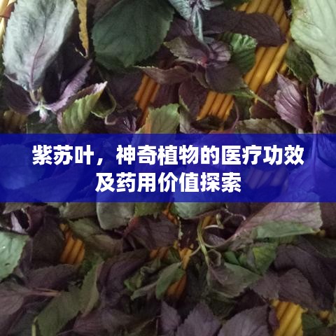 紫苏叶，神奇植物的医疗功效及药用价值探索