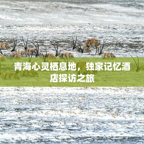 青海心灵栖息地，独家记忆酒店探访之旅