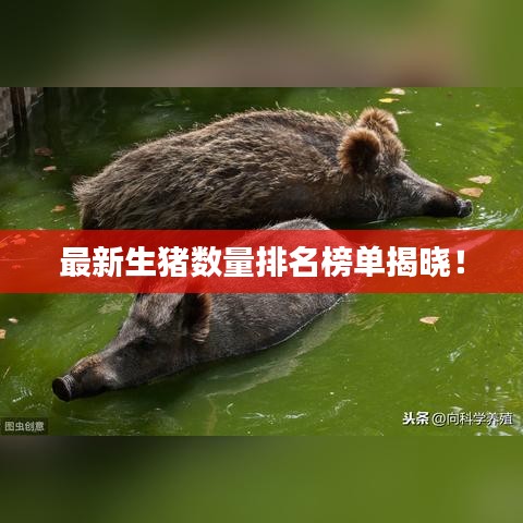 最新生猪数量排名榜单揭晓！