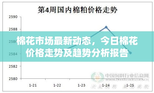 棉花市场最新动态，今日棉花价格走势及趋势分析报告