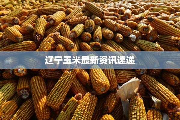 辽宁玉米最新资讯速递