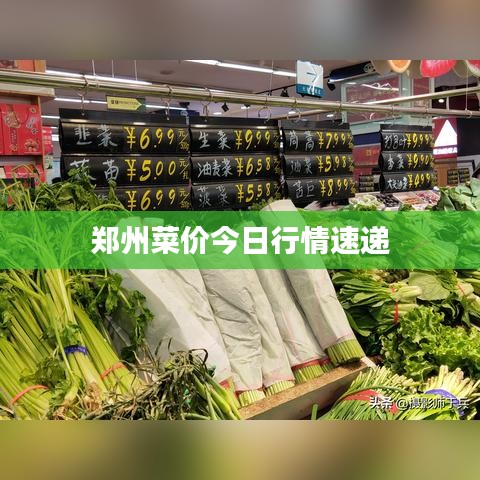 郑州菜价今日行情速递