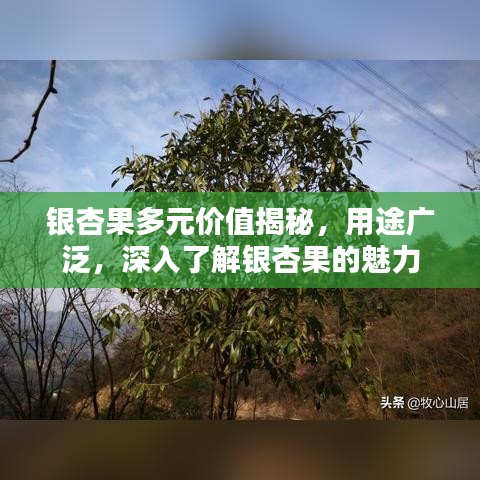 还醇返朴