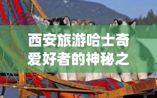 越鸟南栖